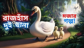 রাজহাঁসের দুই ছানা হলুদ ও কমলার গল্প
