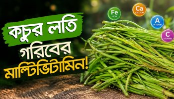 কচুর লতি: ব্রকলি-অ্যাসপারাগাসের চেয়েও পুষ্টিকর! অবিশ্বাস্য ৬ উপকারিতা ও গলা চুলকানোর সহজ সমাধান