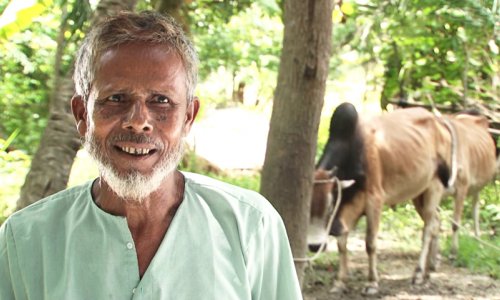 I'll Have a Cattle Farm- Zakat Recipient Belayet Hossain, Magura