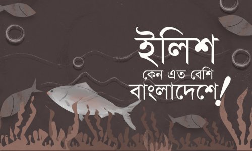 ইলিশ কেন এত বেশি বাংলাদেশে! - গুরুজী