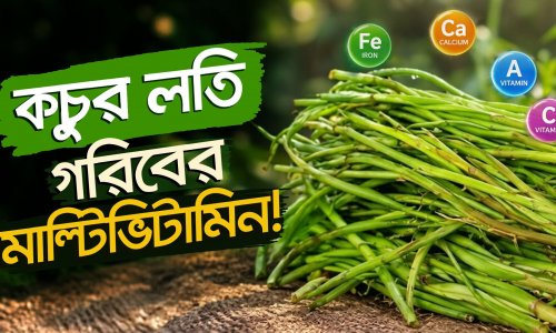 কচুর লতি: ব্রকলি-অ্যাসপারাগাসের চেয়েও পুষ্টিকর! অবিশ্বাস্য ৬ উপকারিতা ও গলা চুলকানোর সহজ সমাধান