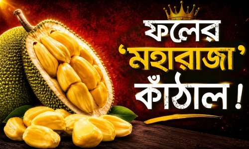 কাঁঠালের বিচি থেকে কোষ সবই পুষ্টিগুণে ভরপুর! কাঁচা না পাকা কীভাবে খেলে বেশি উপকার?