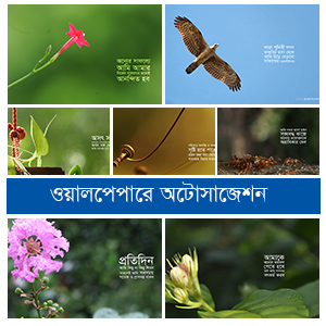 ওয়ালপেপারে অটোসাজেশন ভলিউম- ০৩