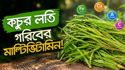 কচুর লতি: ব্রকলি-অ্যাসপারাগাসের চেয়েও পুষ্টিকর! অবিশ্বাস্য ৬ উপকারিতা ও গলা চুলকানোর সহজ সমাধান